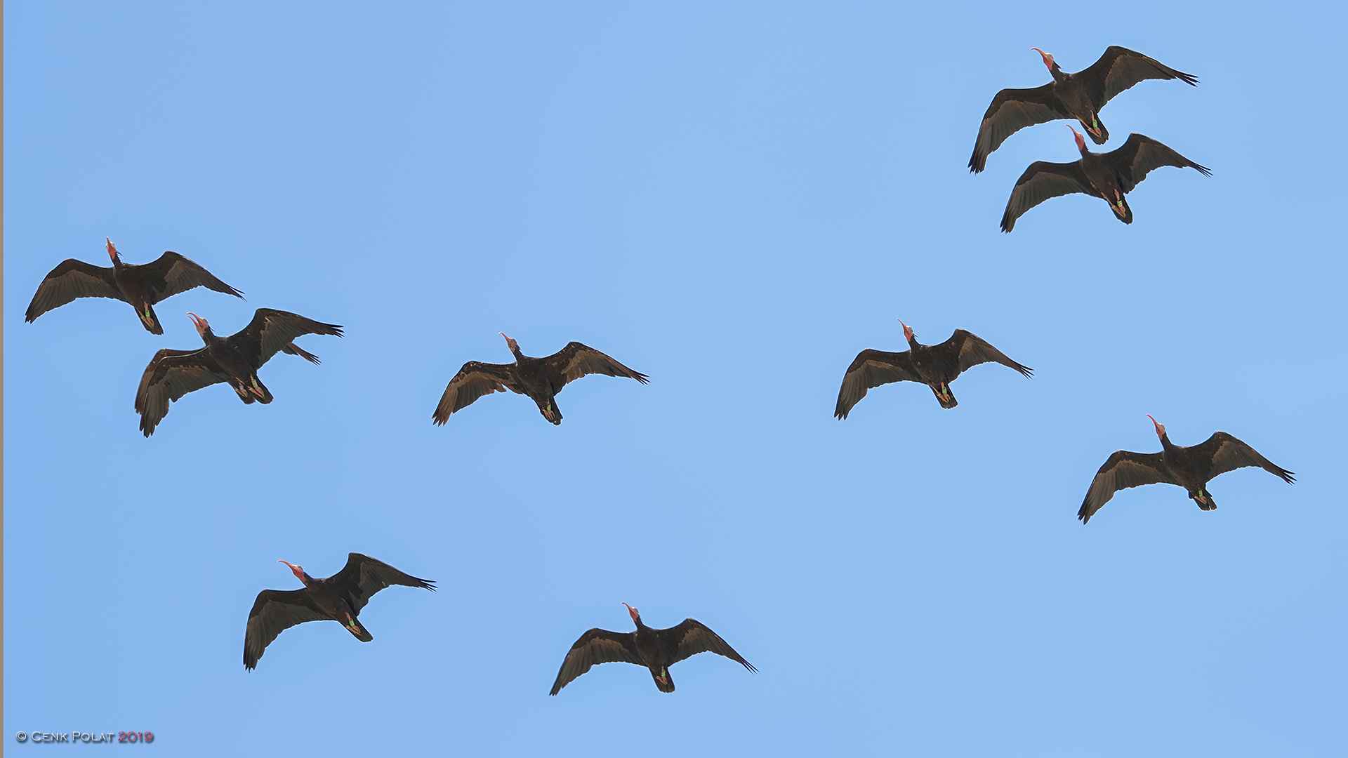 Northern Bald Ibis